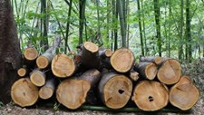 Estado da arte em investigação em Estruturas de Madeira: A engenharia de madeiras e a sustentabilidade