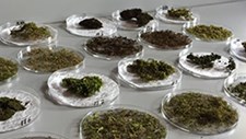 Bolsa de investigação para o desenvolvimento de argamassa biorecetiva